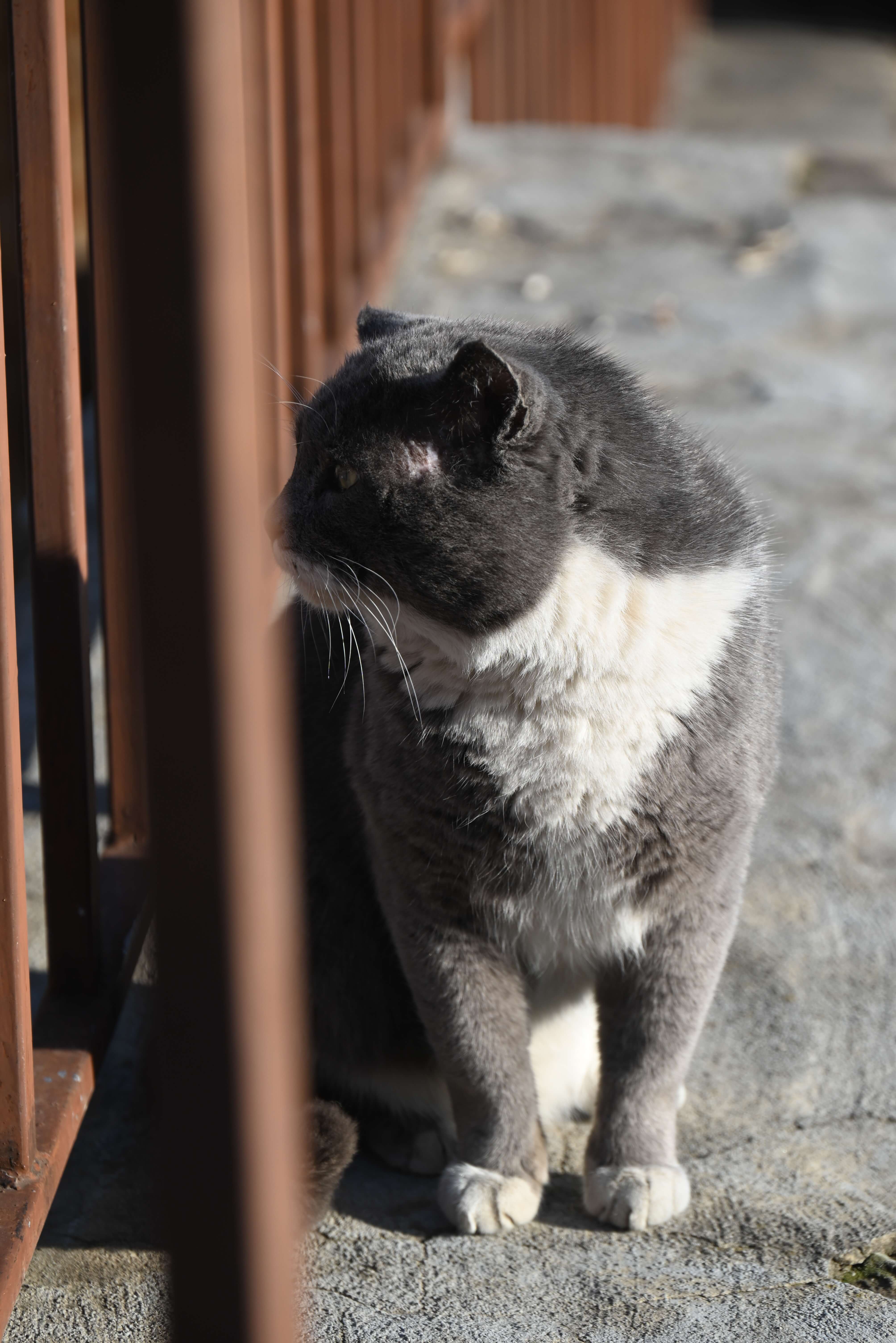 流浪猫